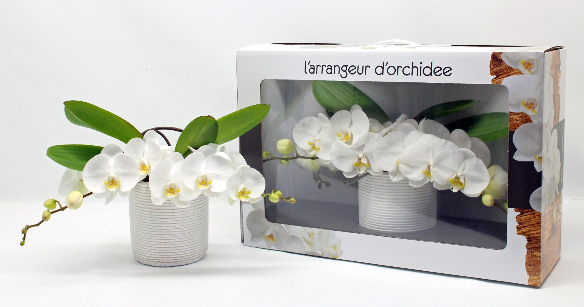 L'arrangeur D'orchidee (RIJP), D 12