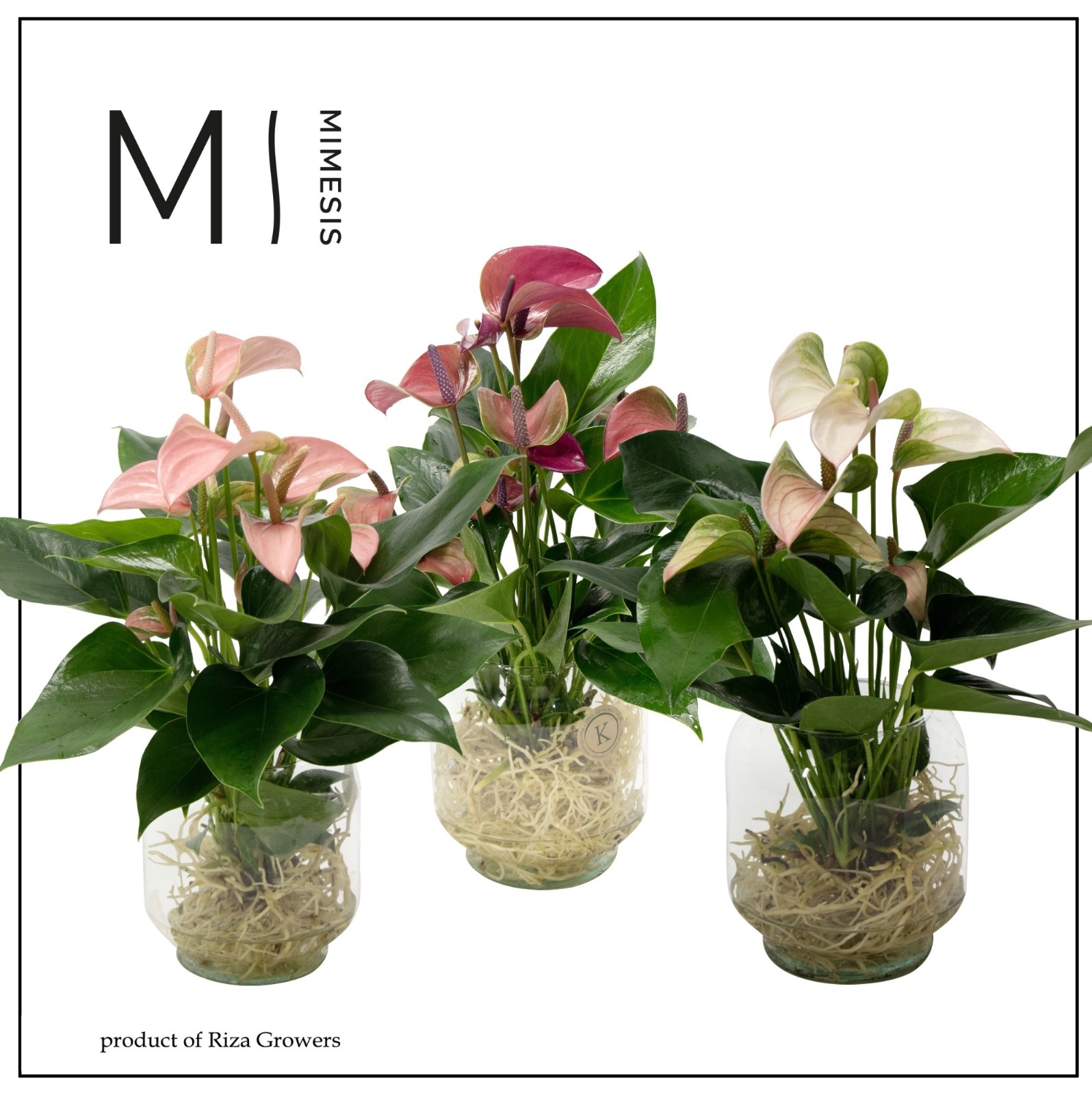 Mimesis Anthurium KARMA Multi Mix - Aqua di Karma Chicago M, D 10