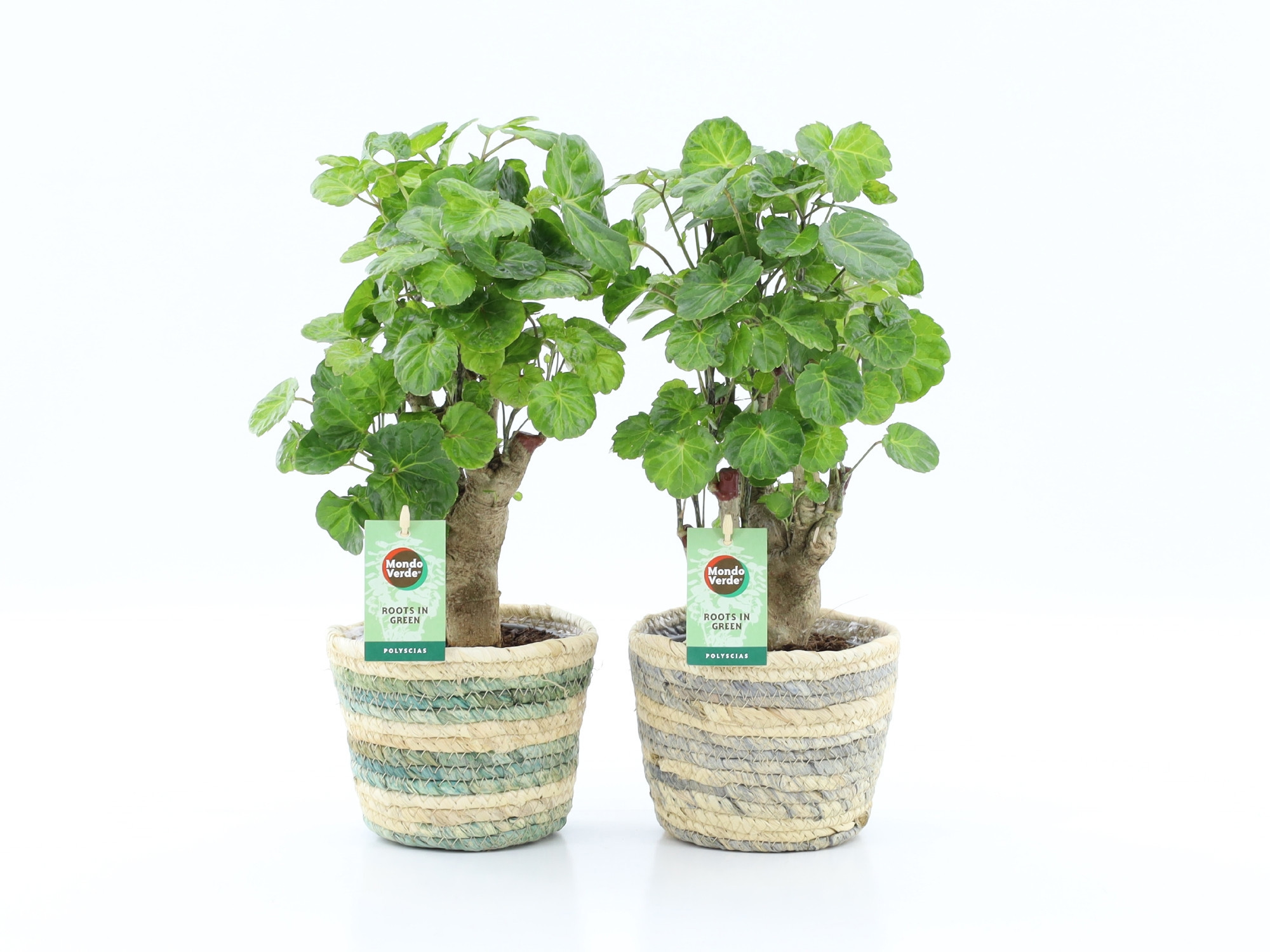 Polyscias Green Lemon in Noah Lines, D 14