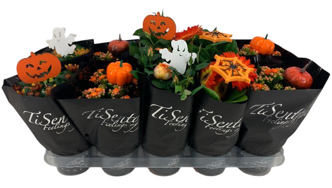 Bloeimix 12 cm | Herfst | Oranje in Zwart + stekers, D 12