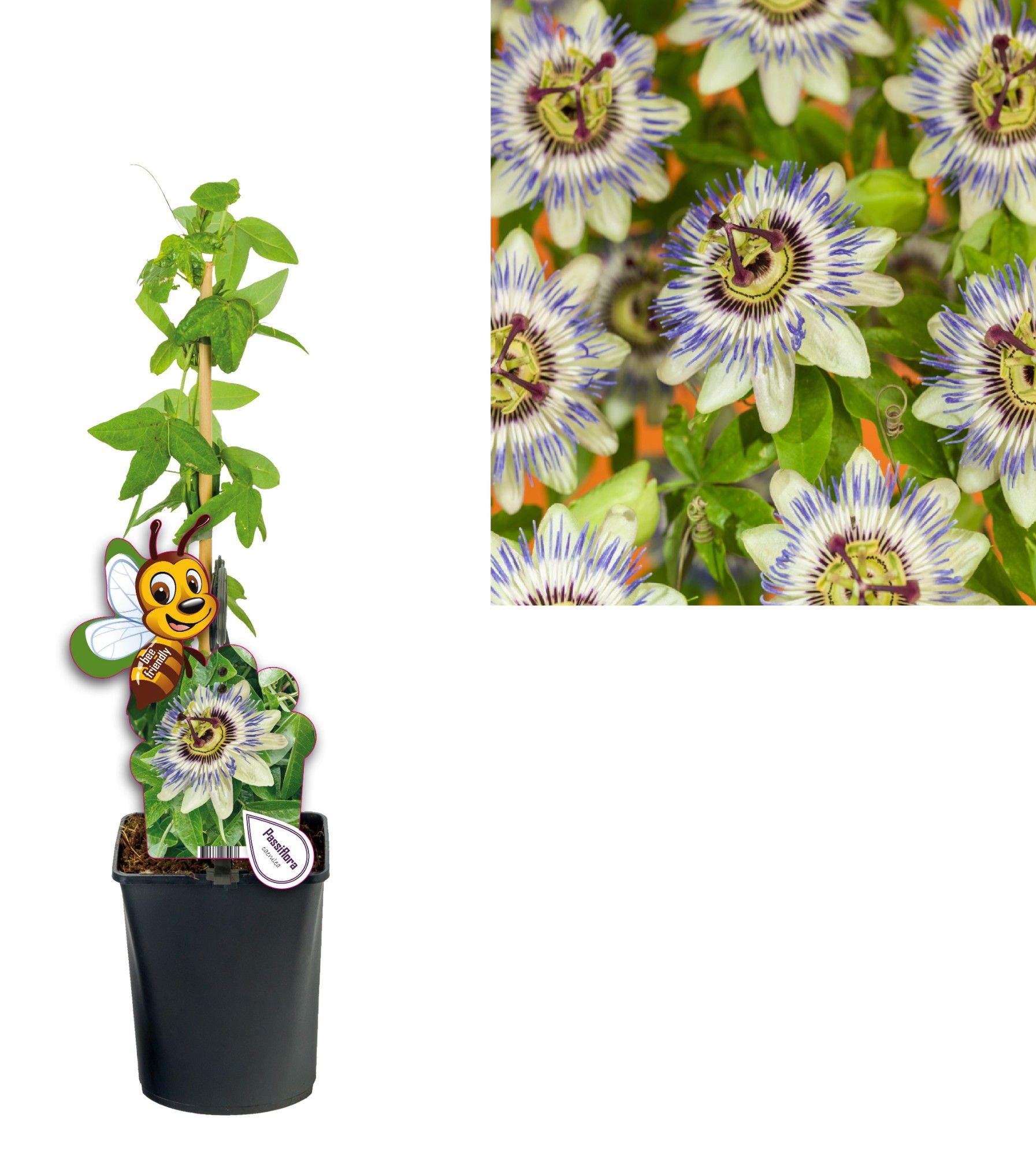 Passiflora caerulea +bee label, D 11