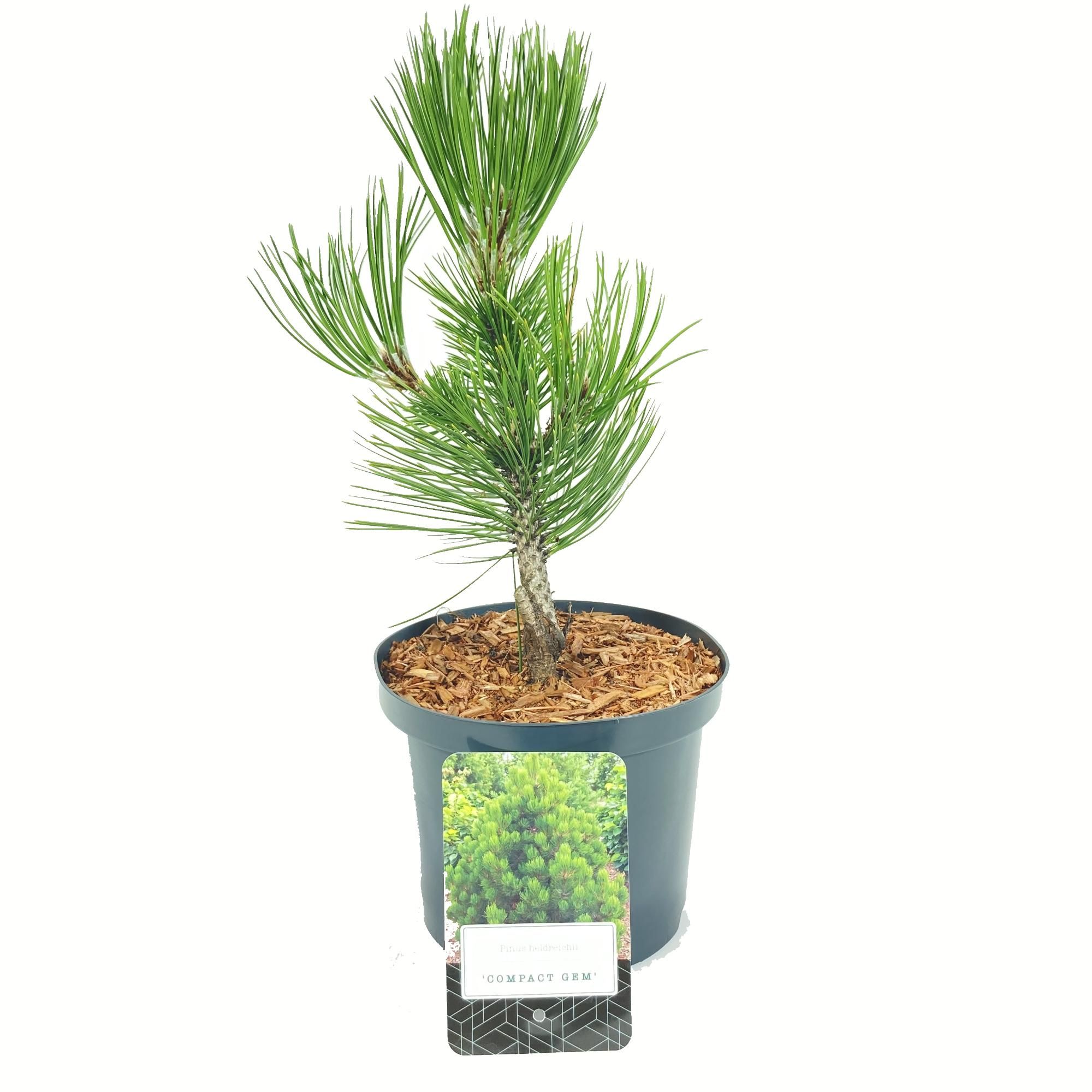 Pinus heldreichii 'Compact Gem', D 18
