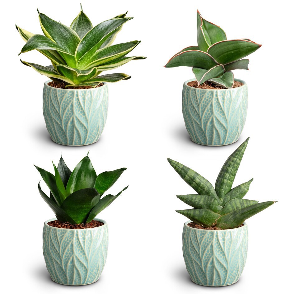 SANSEVIERIA EHRENBERGII 30680435 Leaf Ocean Dwarf, D 7