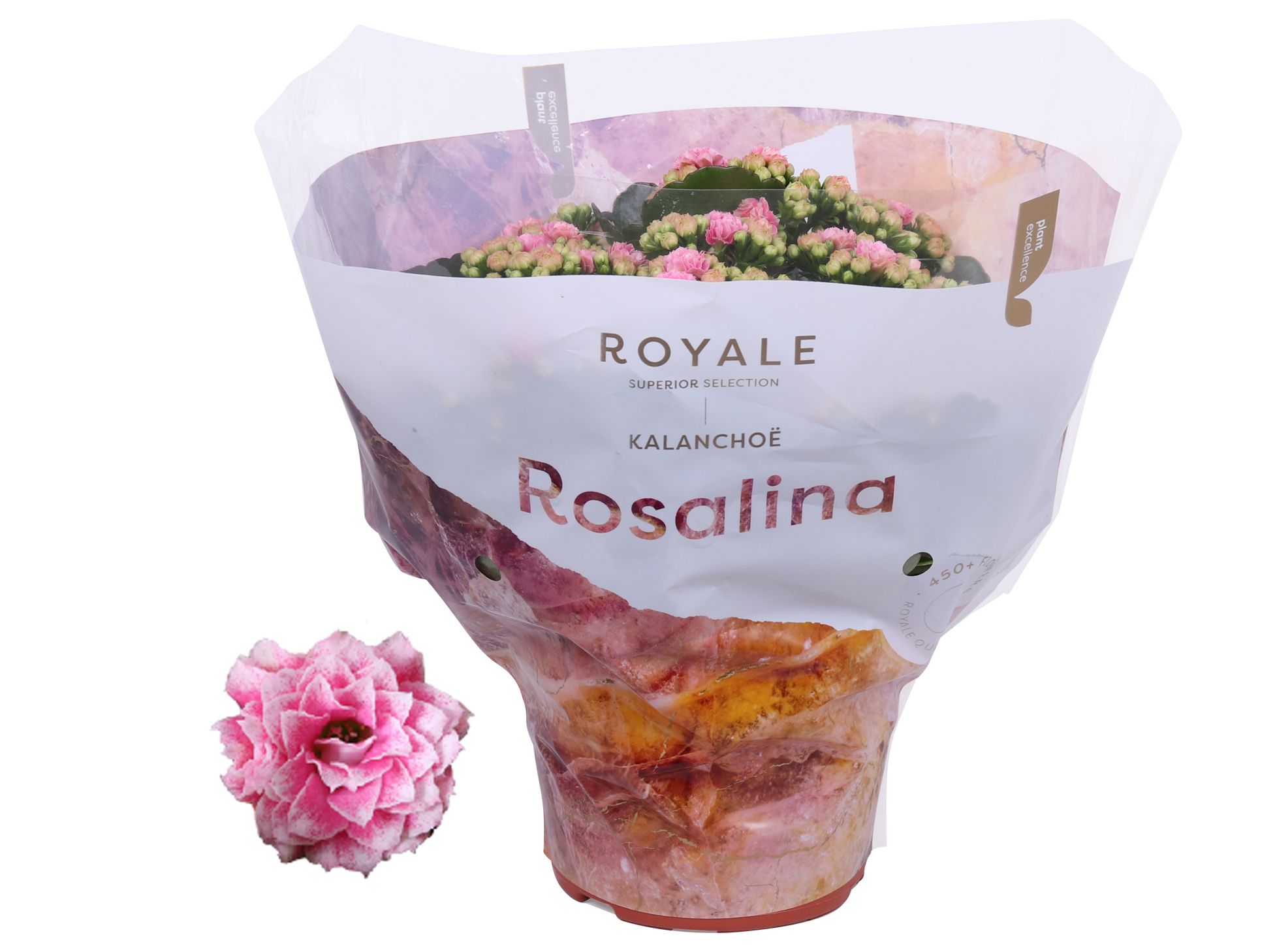 Kalanchoe Rosalina 15cm Royale Alano roze/wit, D 15