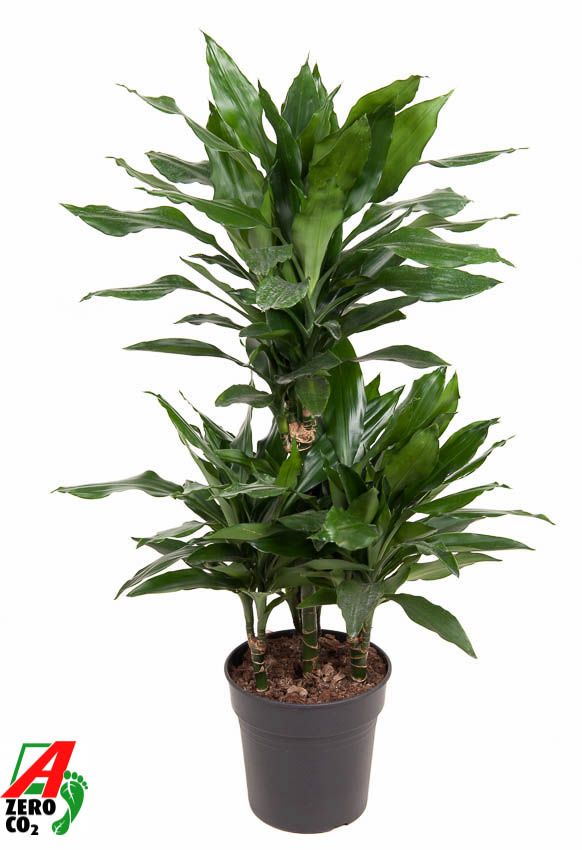 Dracaena Janet Lind 45-carrousel, D 21