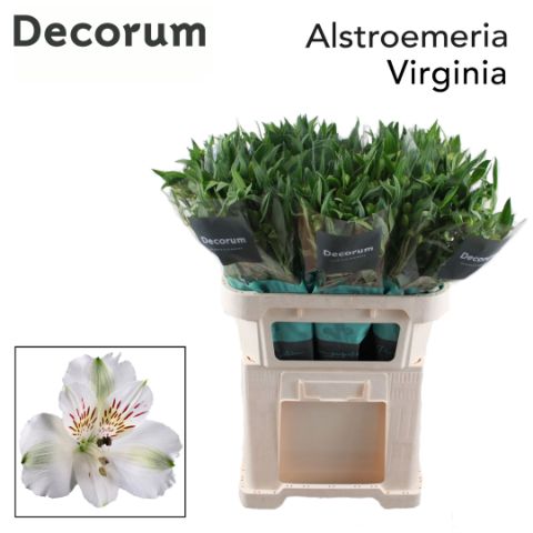 Альстромерия Вирджиния (бел.), шт.