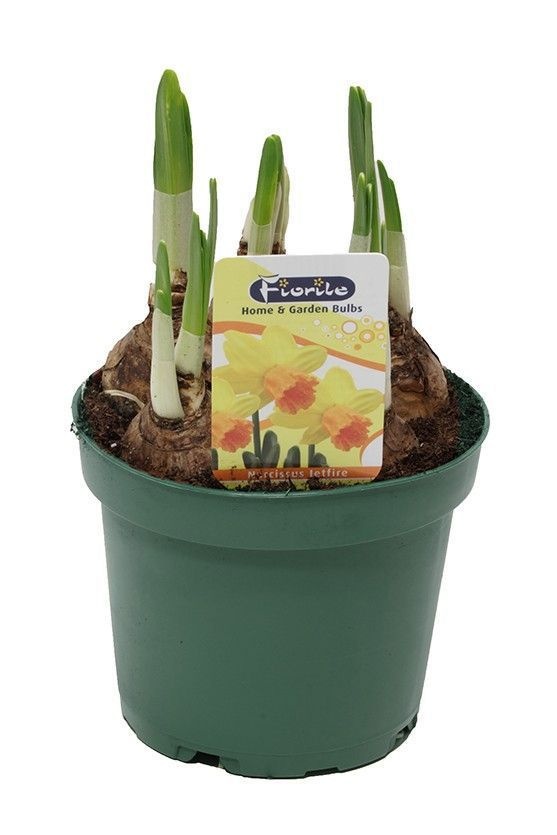 Narcis Jetfire, D 12