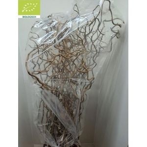 Корилус Конторта 100, шт.