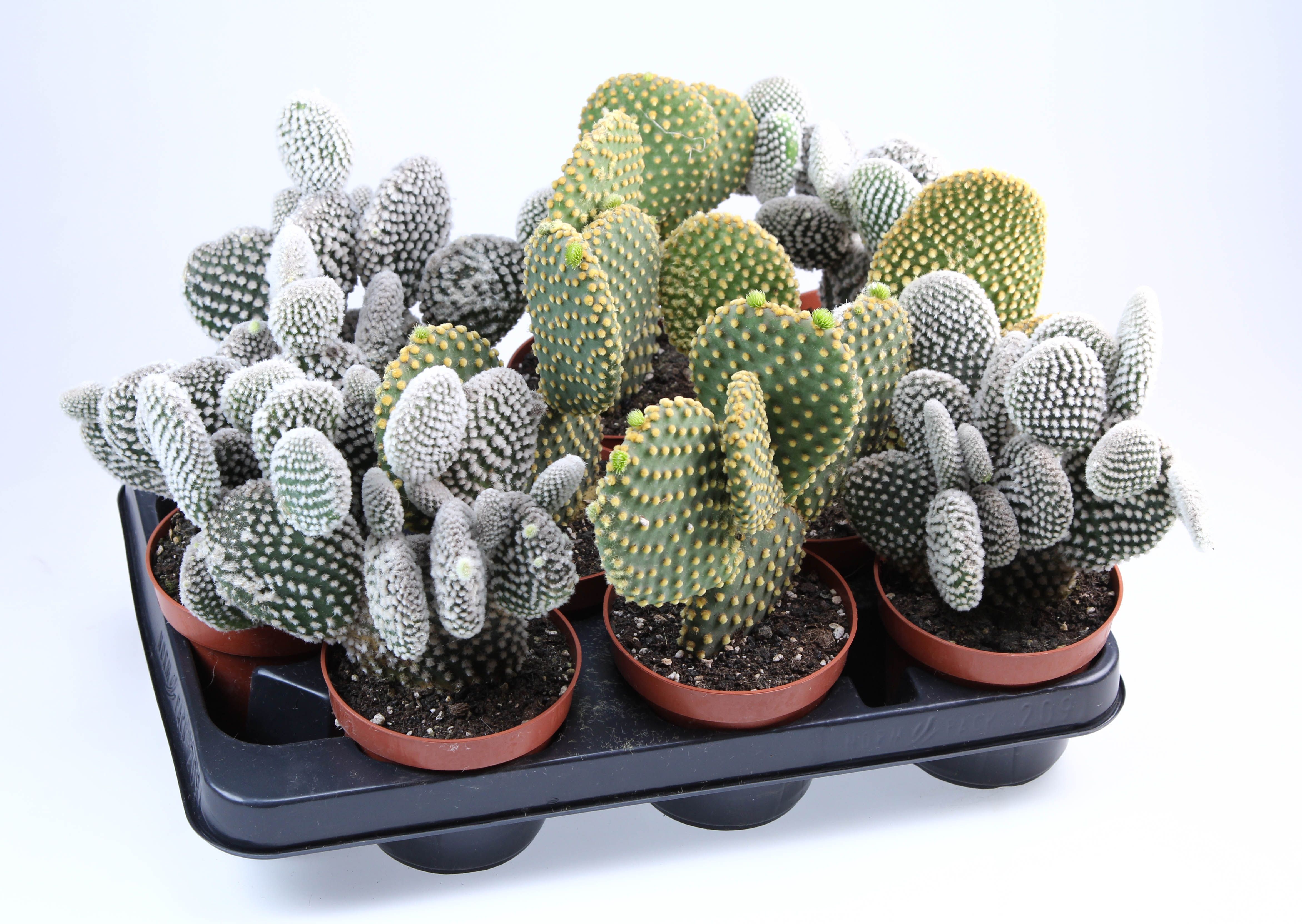 Opuntia mix, D 10,5