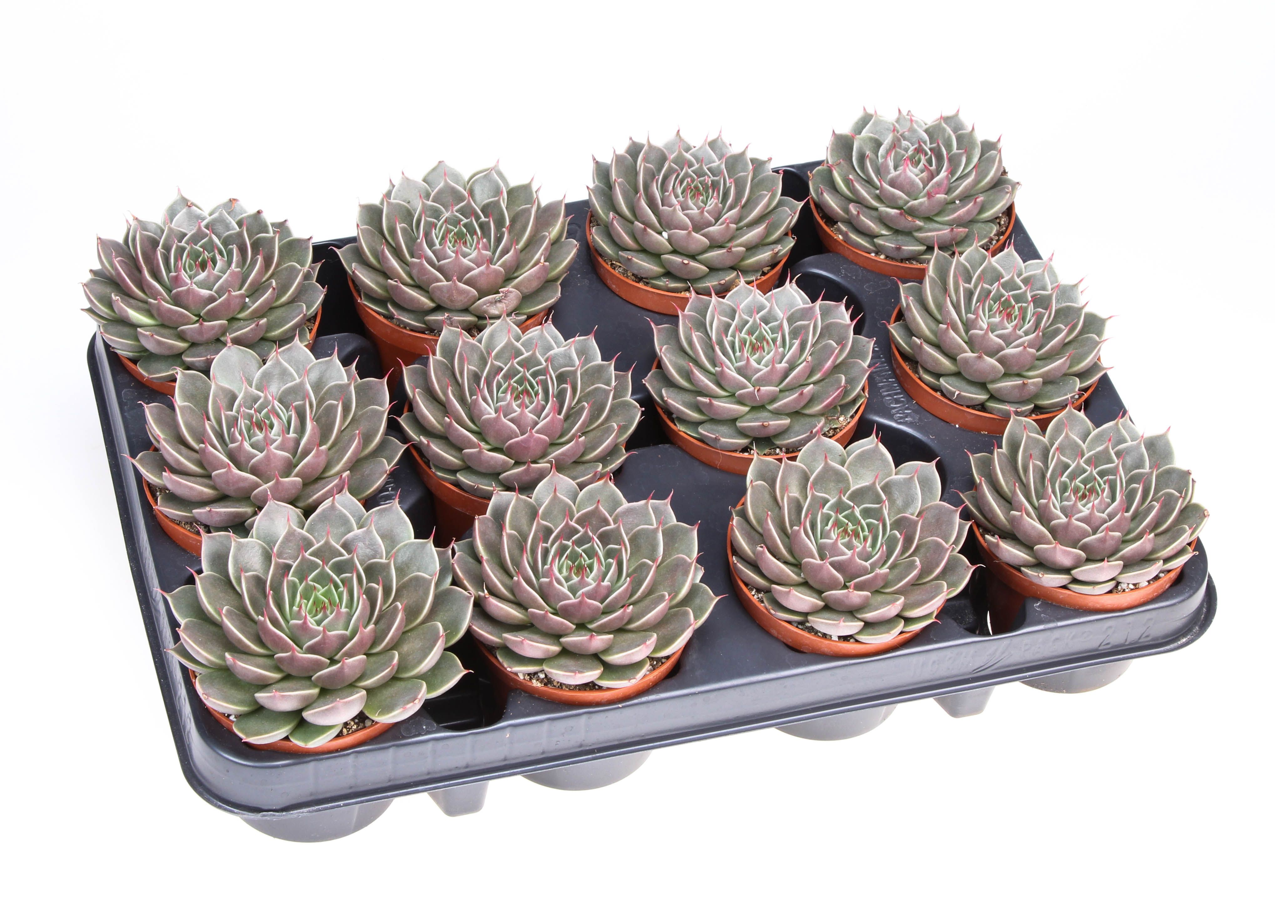 Graptopetalum hybrid Canopus, D 8,5