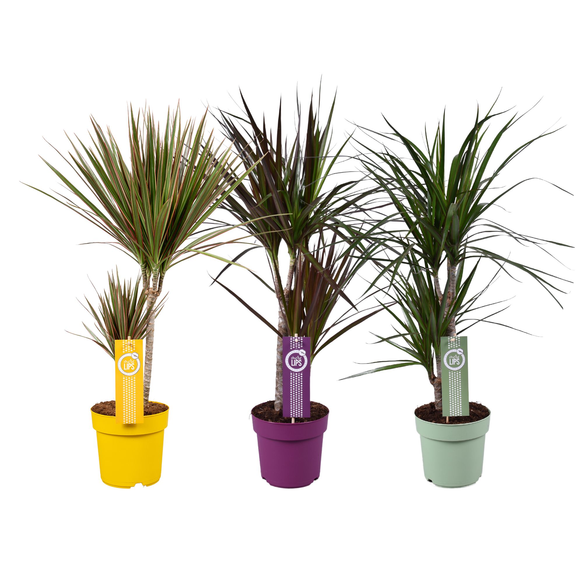 Dracaena marginata mixkar 30-15 (3 srt) MoreLips, D 17