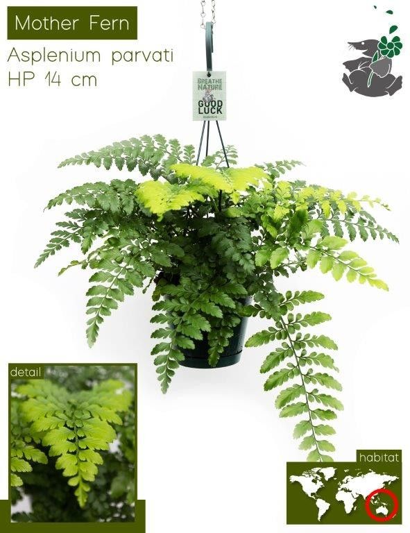 688 FDM : Exotische hangpot 14 cm ASPLENIUM PARVATI, D 14
