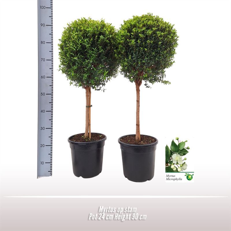 Myrtus op stam, D 24