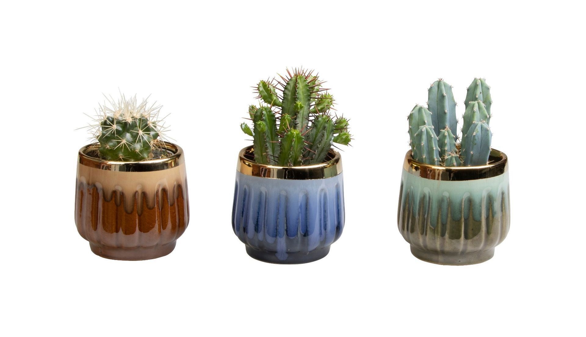 L 65617 with Cactus Mix 6 cm, D 6