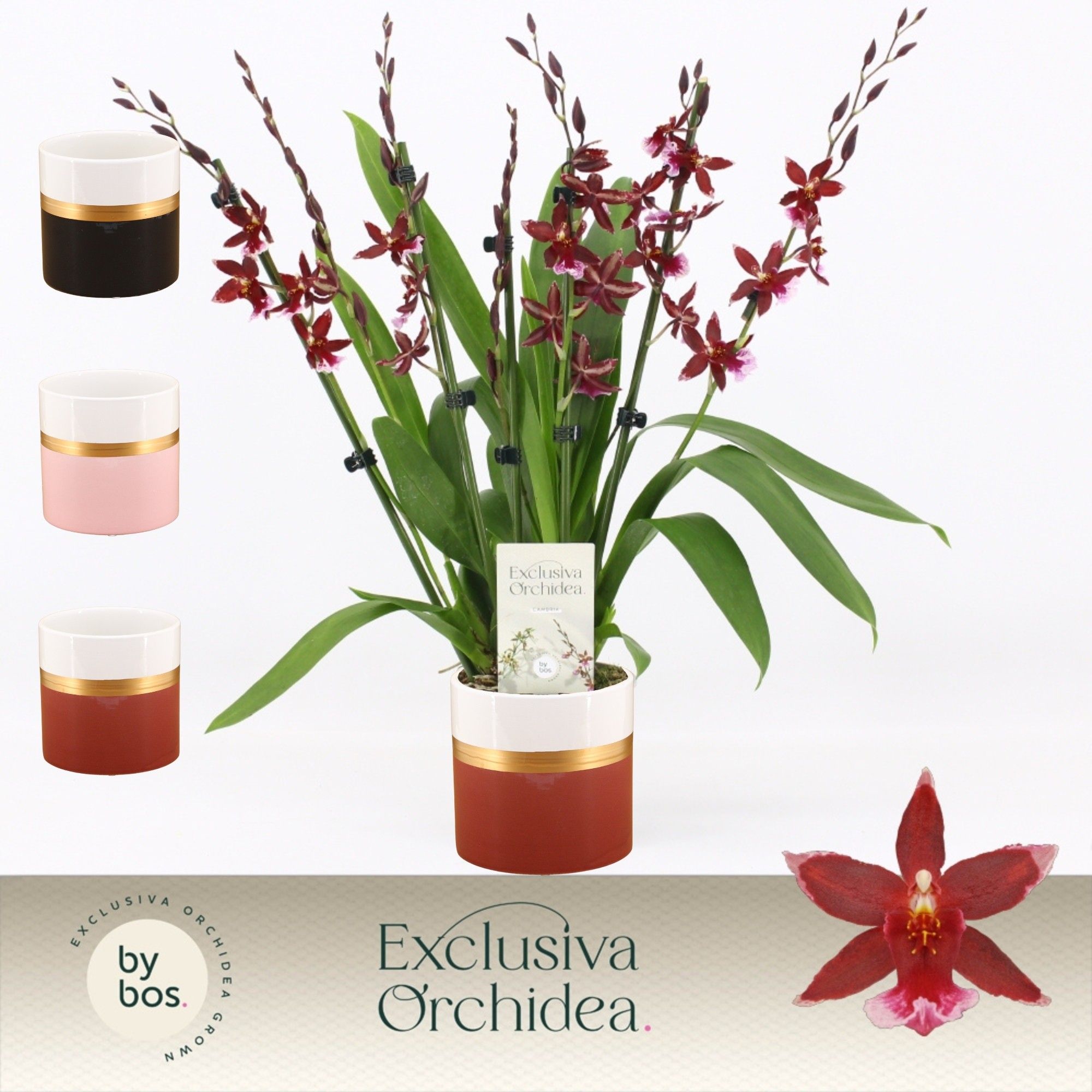Barrocco Red, 7+ spike in Dolomite Horizon 'Exclusiva Orchidea', D 12