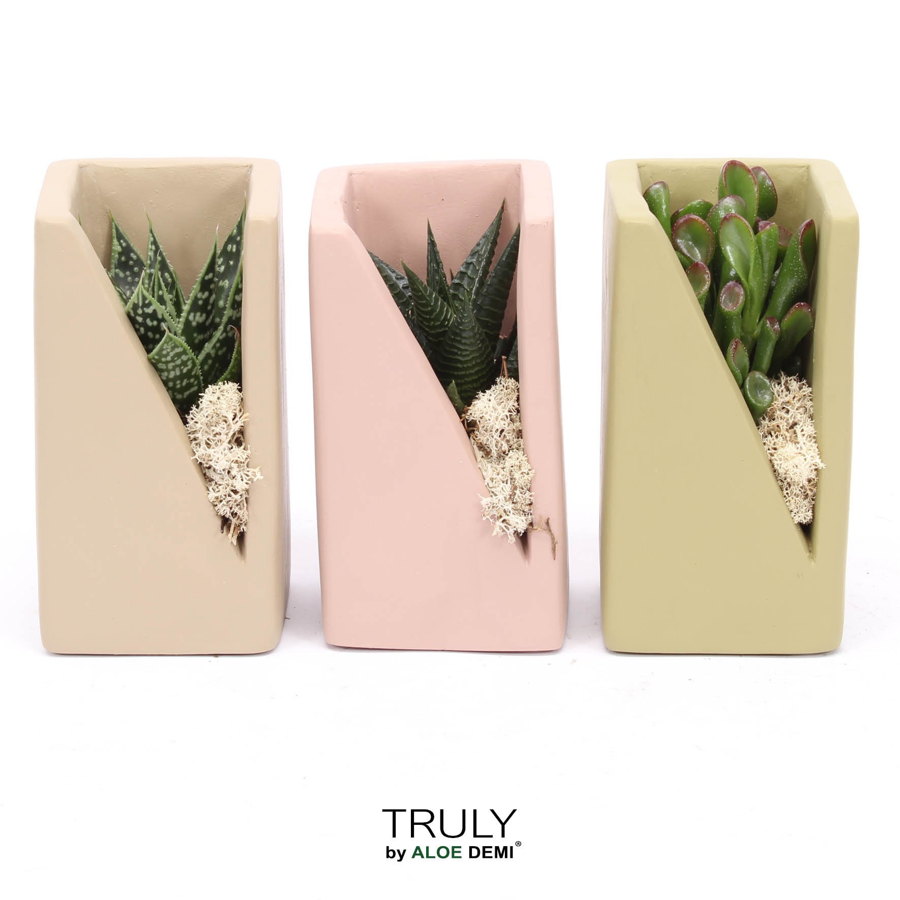 TRULY Succulent, Meles concrete moss - Green Beige Pink, D 7