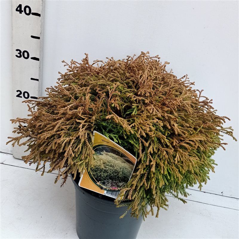 Thuja occ Golden Tuffet, D 19