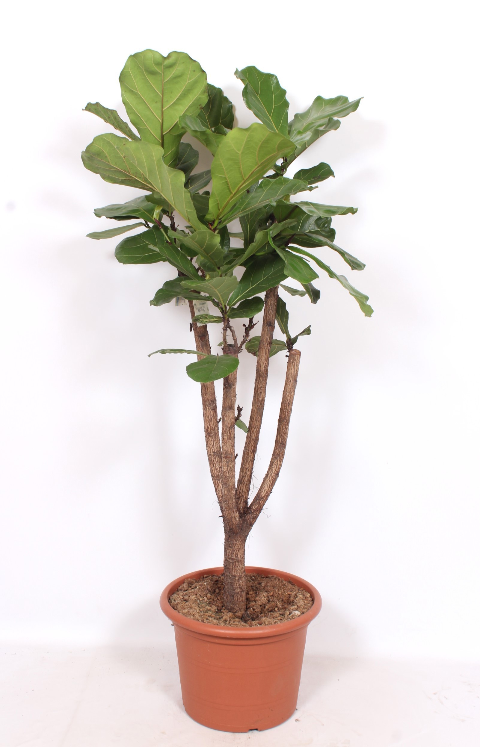 Ficus lyrata stam vertakt, D 45