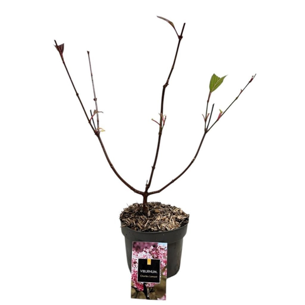 Viburnum bodn. 'Charles Lamont', D 17