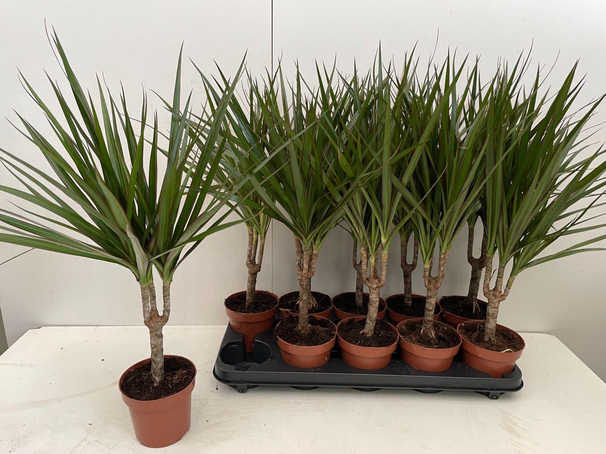 Dracaena Marginata Stam, D 12