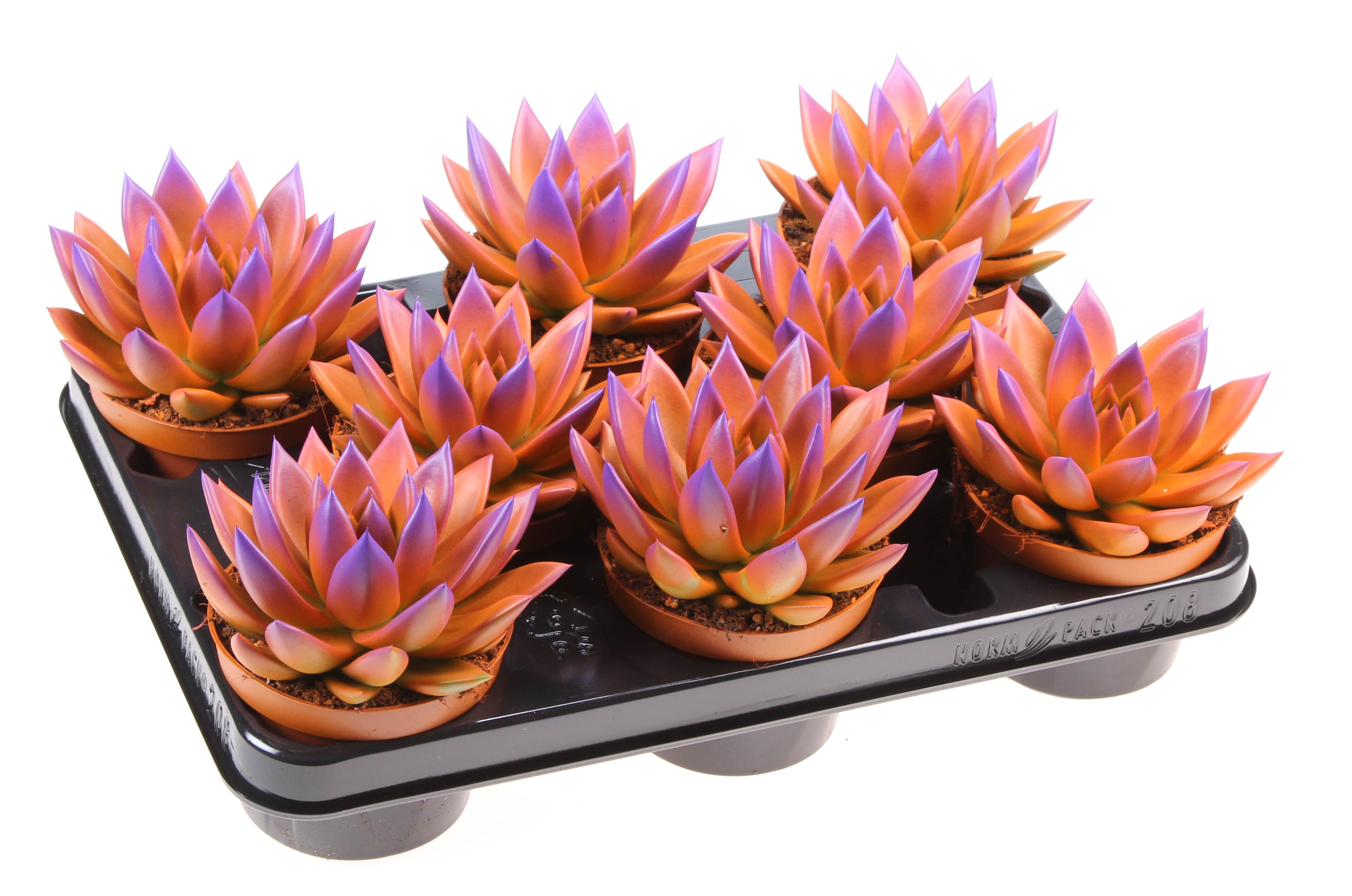 Rainbow bicolor orange + purple point, D 10,5