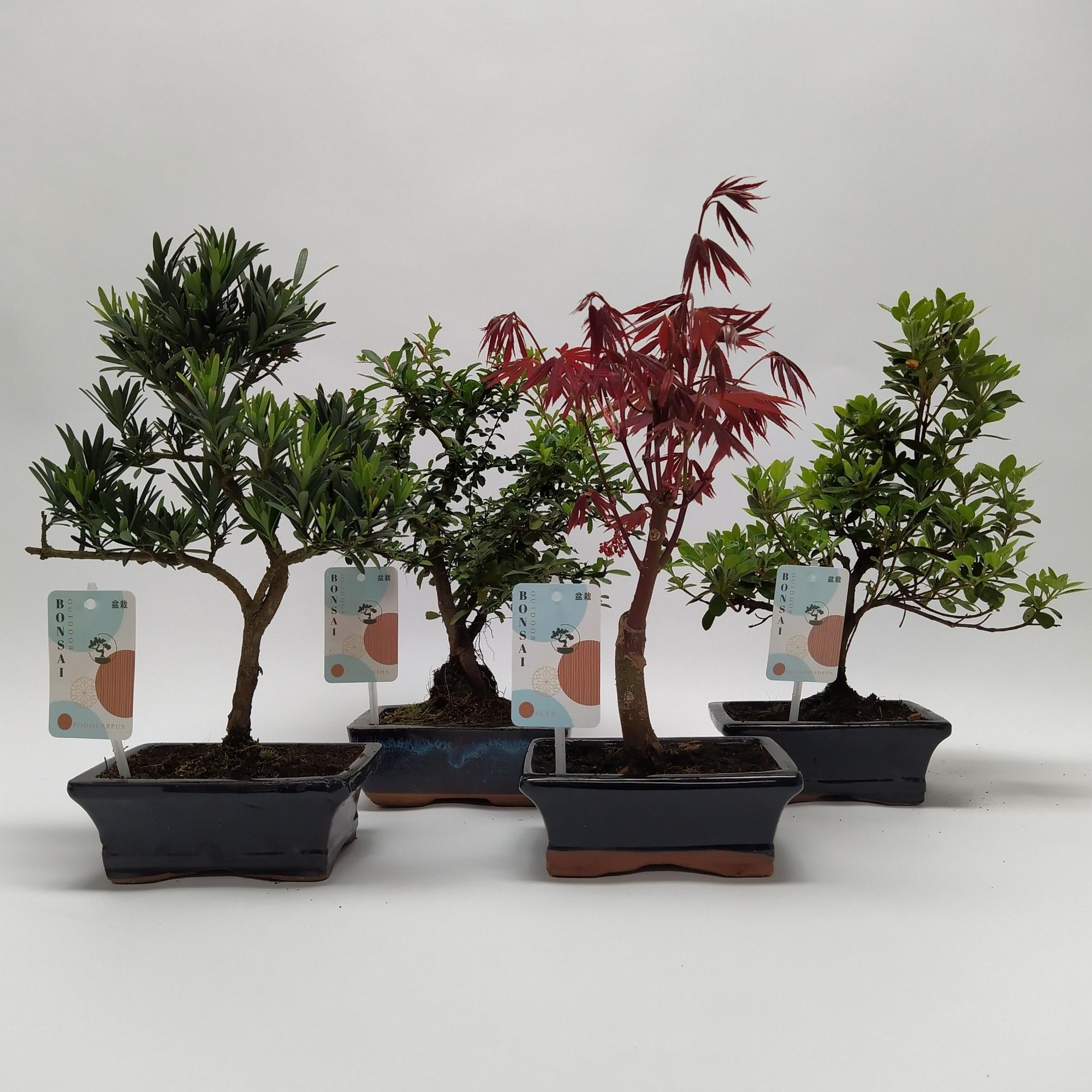 Bonsaimix 'Outdoor' 15 cm, D 15