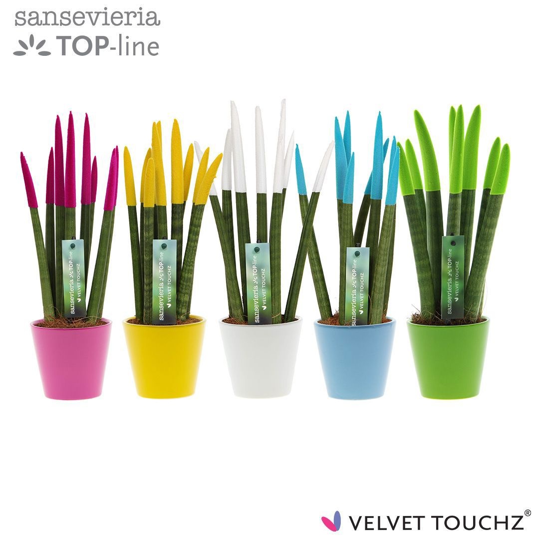 Sansevieria VELVET TOUCHZ® Colourfull Easter In keramiek R'dam, D 8,5