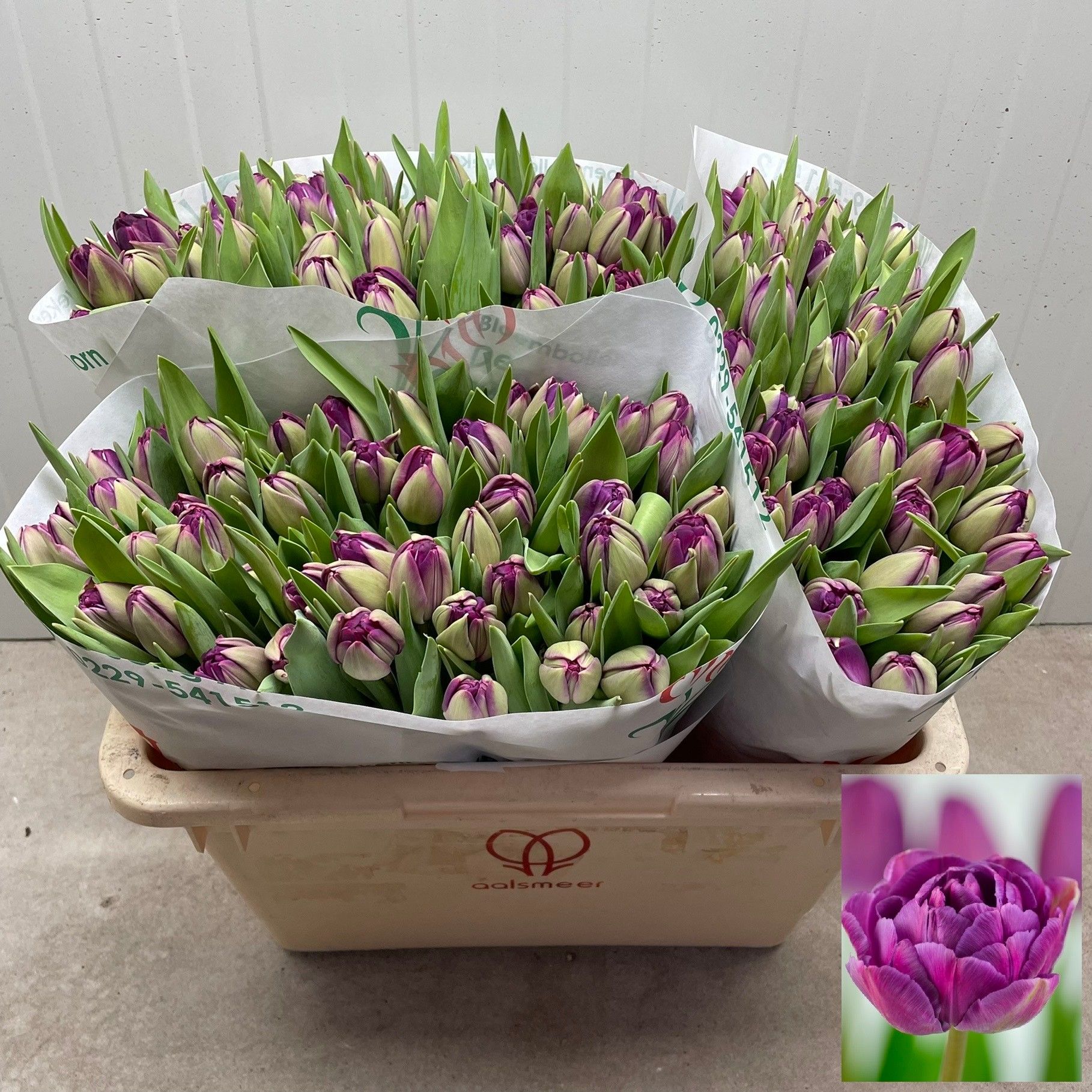 Тюльпан дв. Блю Даймонд (фиолет.), шт.