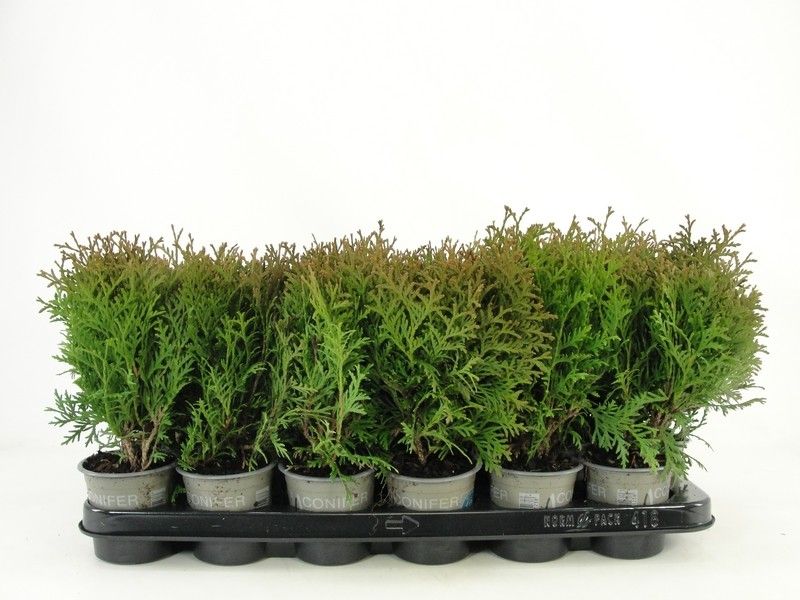 Thuja occidentalis 'Little Giant', D 9