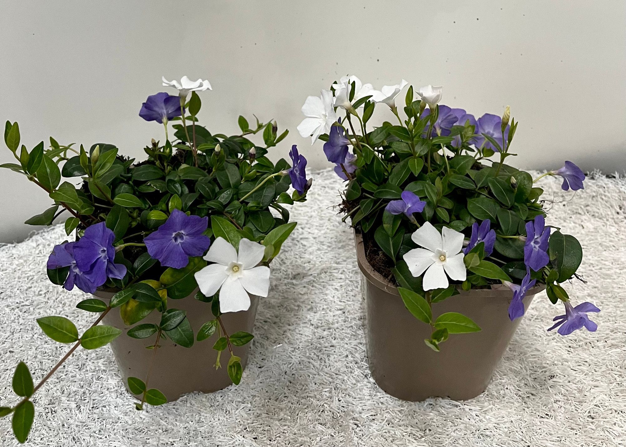 Vinca minor Duo, D 14
