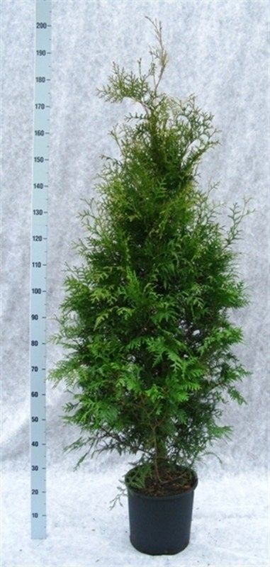 Thuja occidentalis 'Brabant', D 33