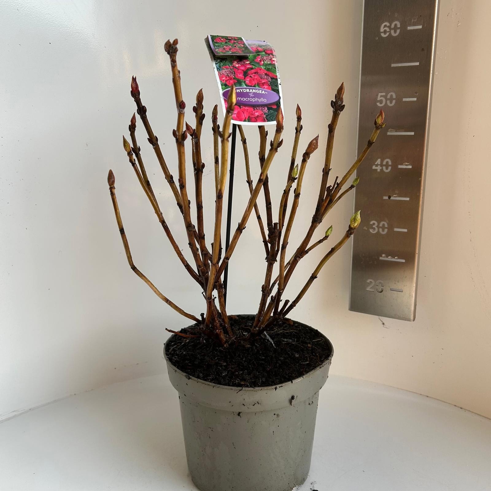 Hydrangea macrophylla Frisbee Hot Pink, D 23