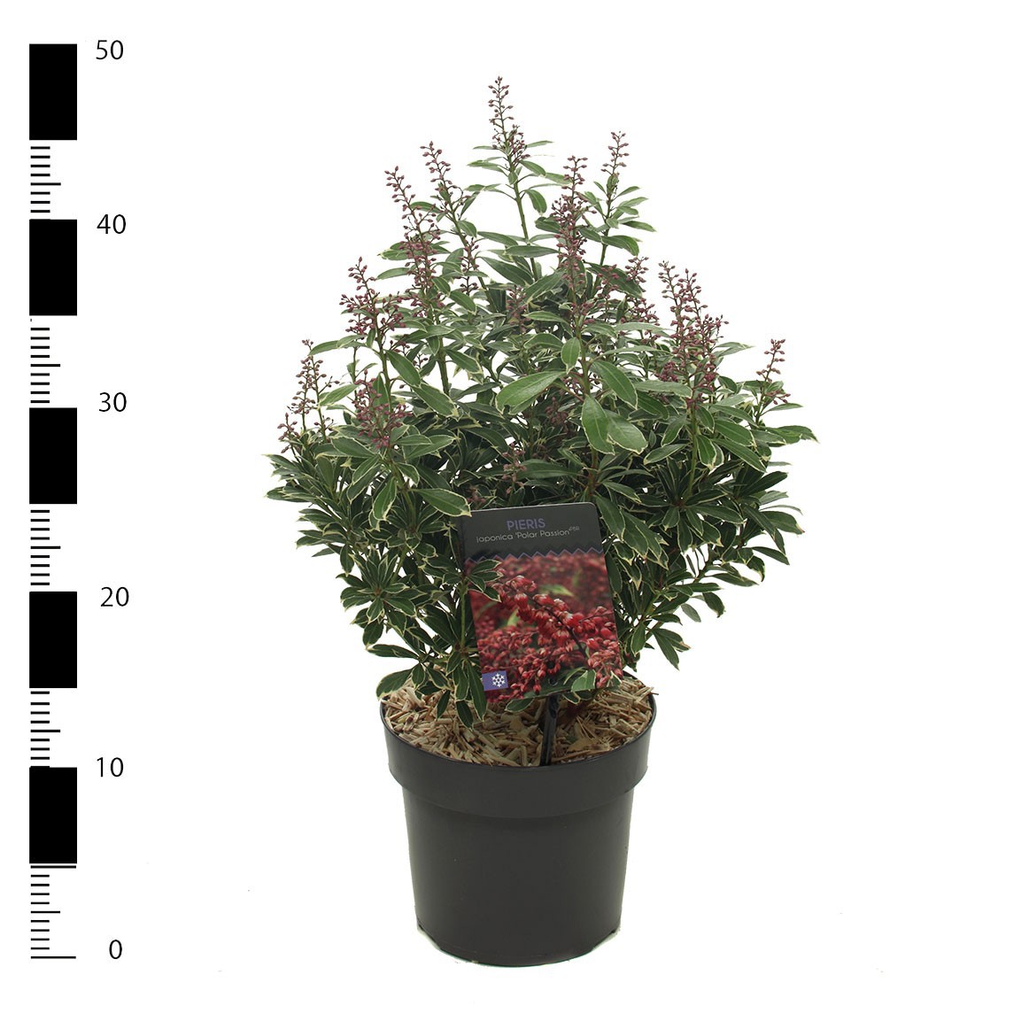 Pieris jap. 'Polar Passion', D 17