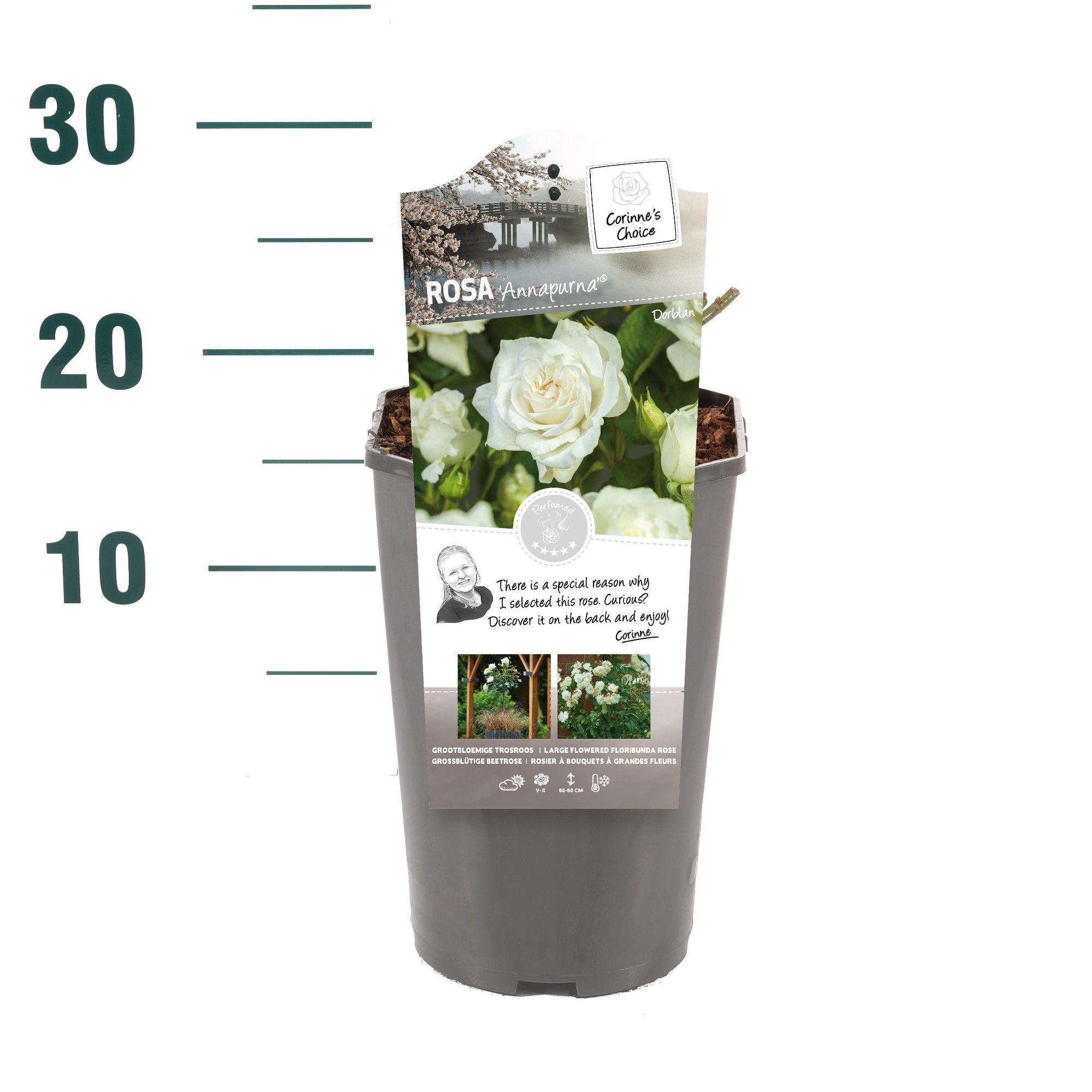 Rosa 'Annapurna' - Struik - C3rp - Categorie 3, D 19 cm