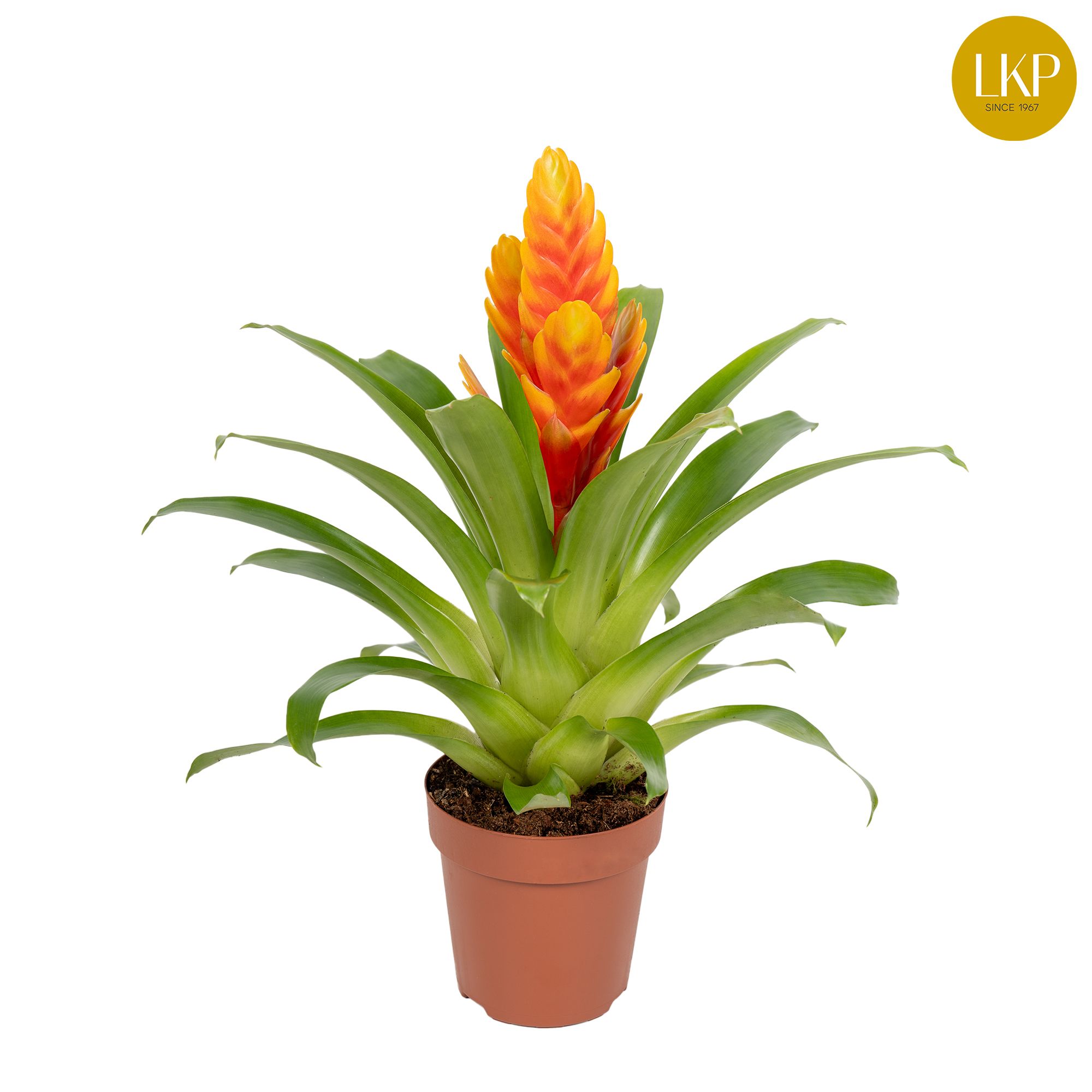 Vriesea Apricot Oranje ( Zonder Hoes), D 12