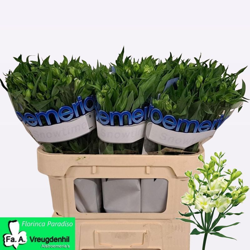 Альстромерия Парадизо (зел.), шт.