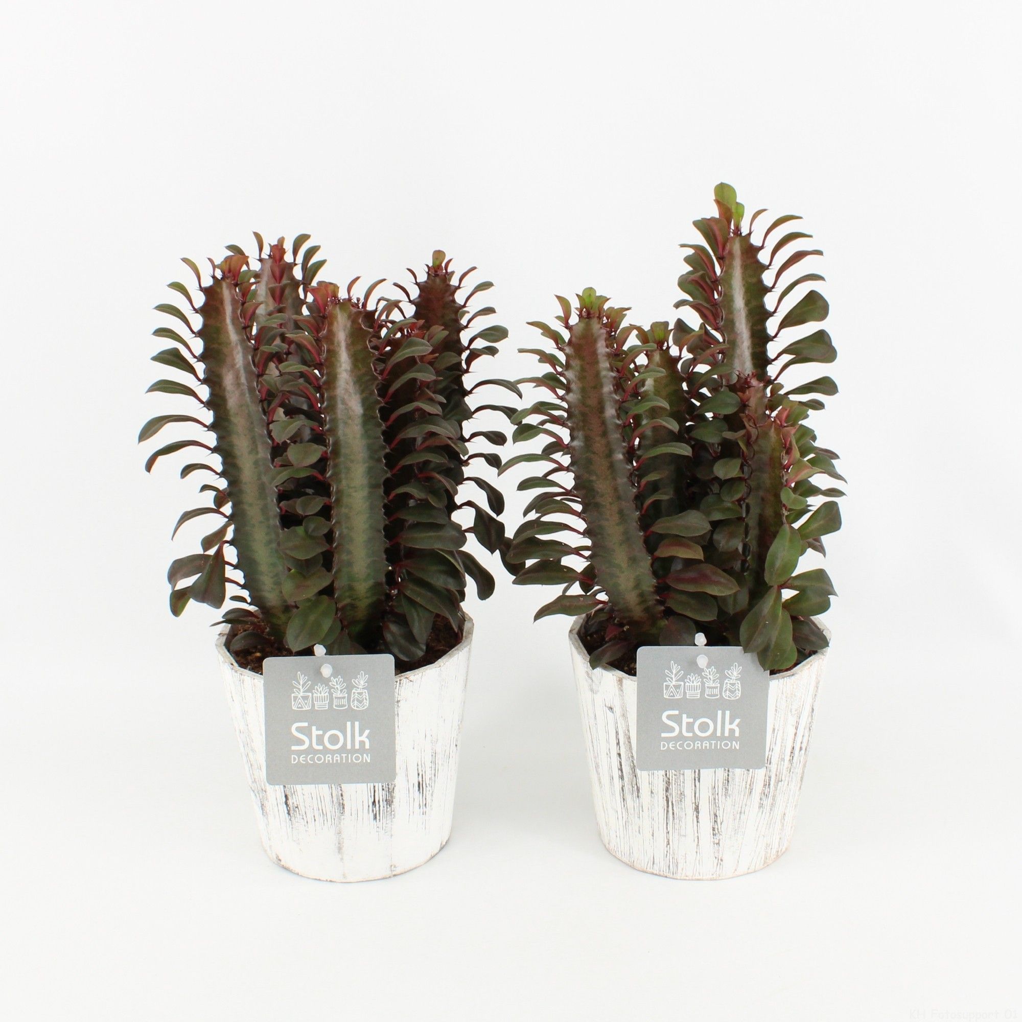 Euphorbia Trigona Rubra in wood wit, D 13