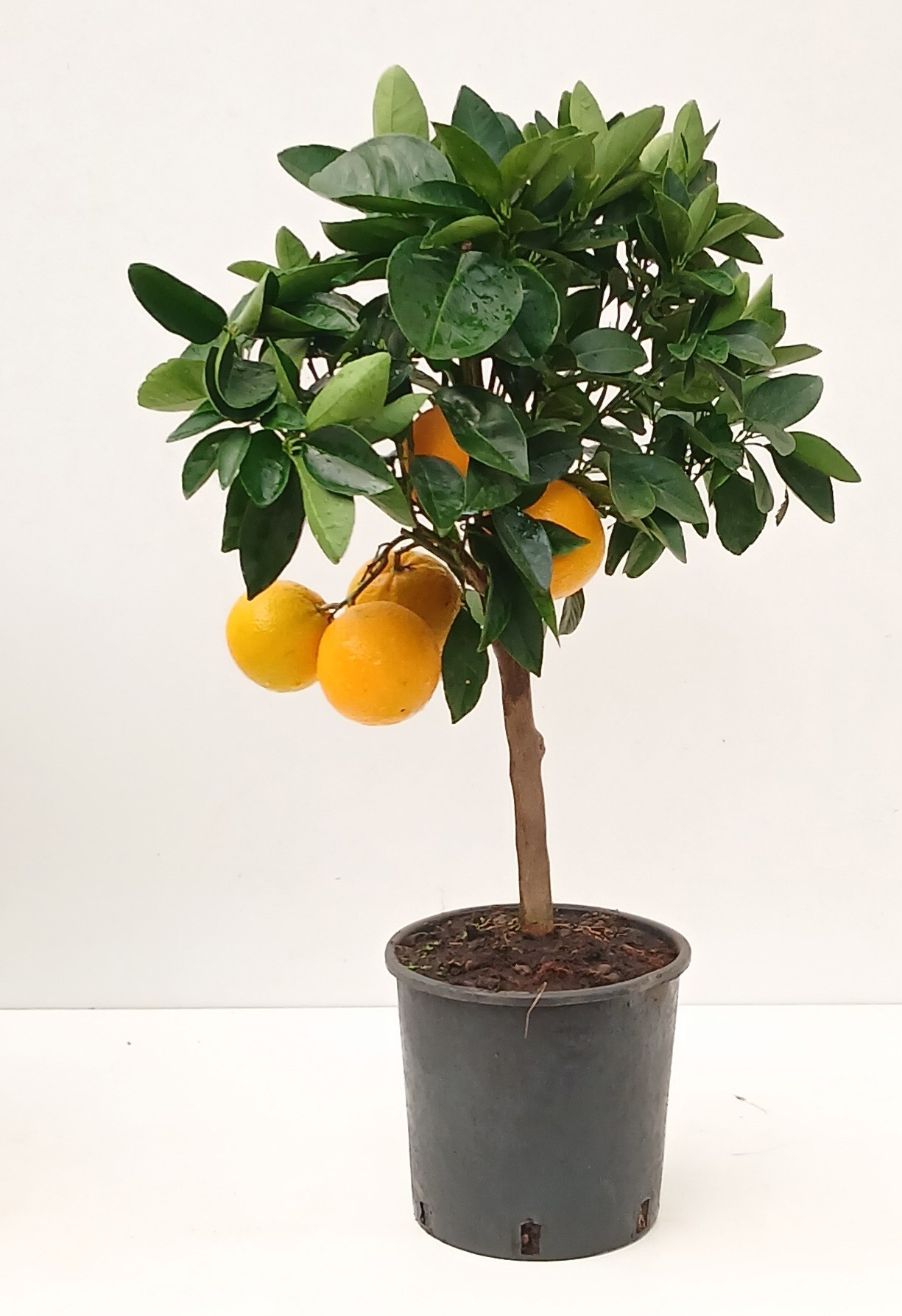 citr sinaasappel, D 21