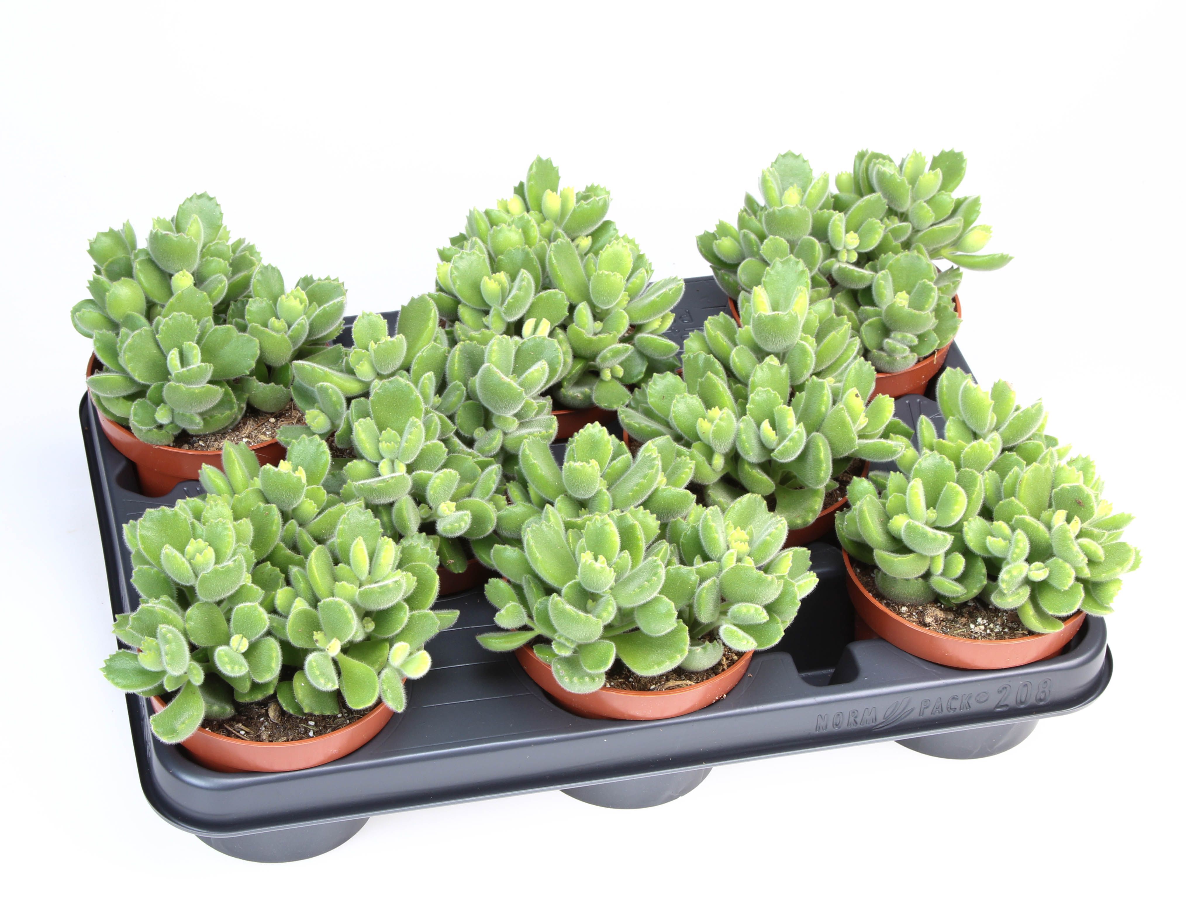 Cotyledon Ladysmithiensis, D 10,5