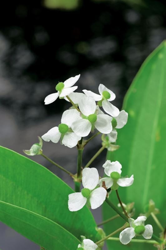 Sagittaria graminea (18x18), D 18