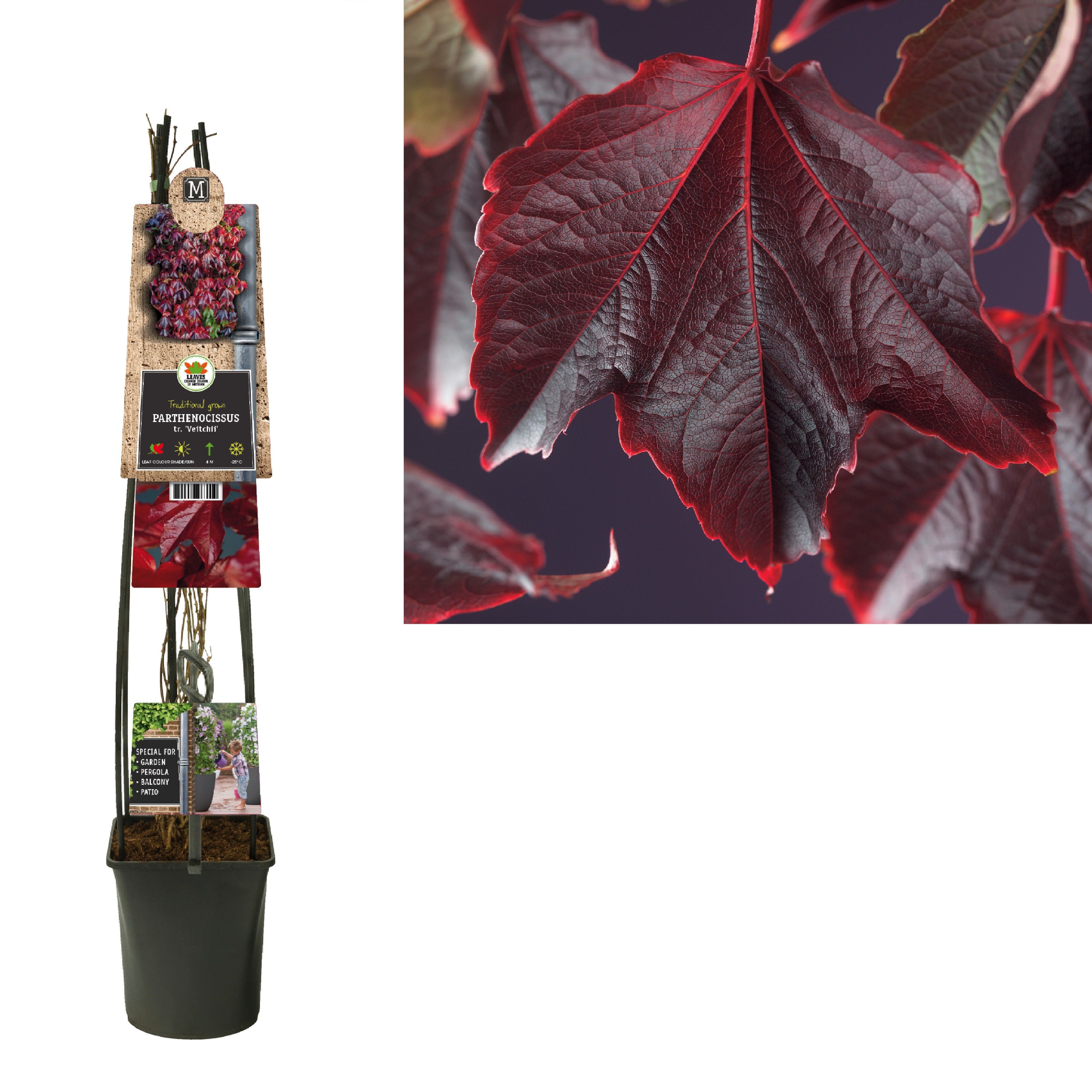 Parthenocissus tr. 'Veitchii' +3.0 label, D 23