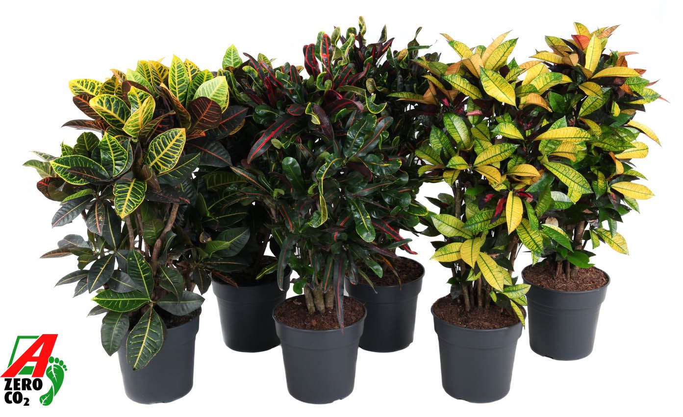 Mix Codiaeum p27, D 27