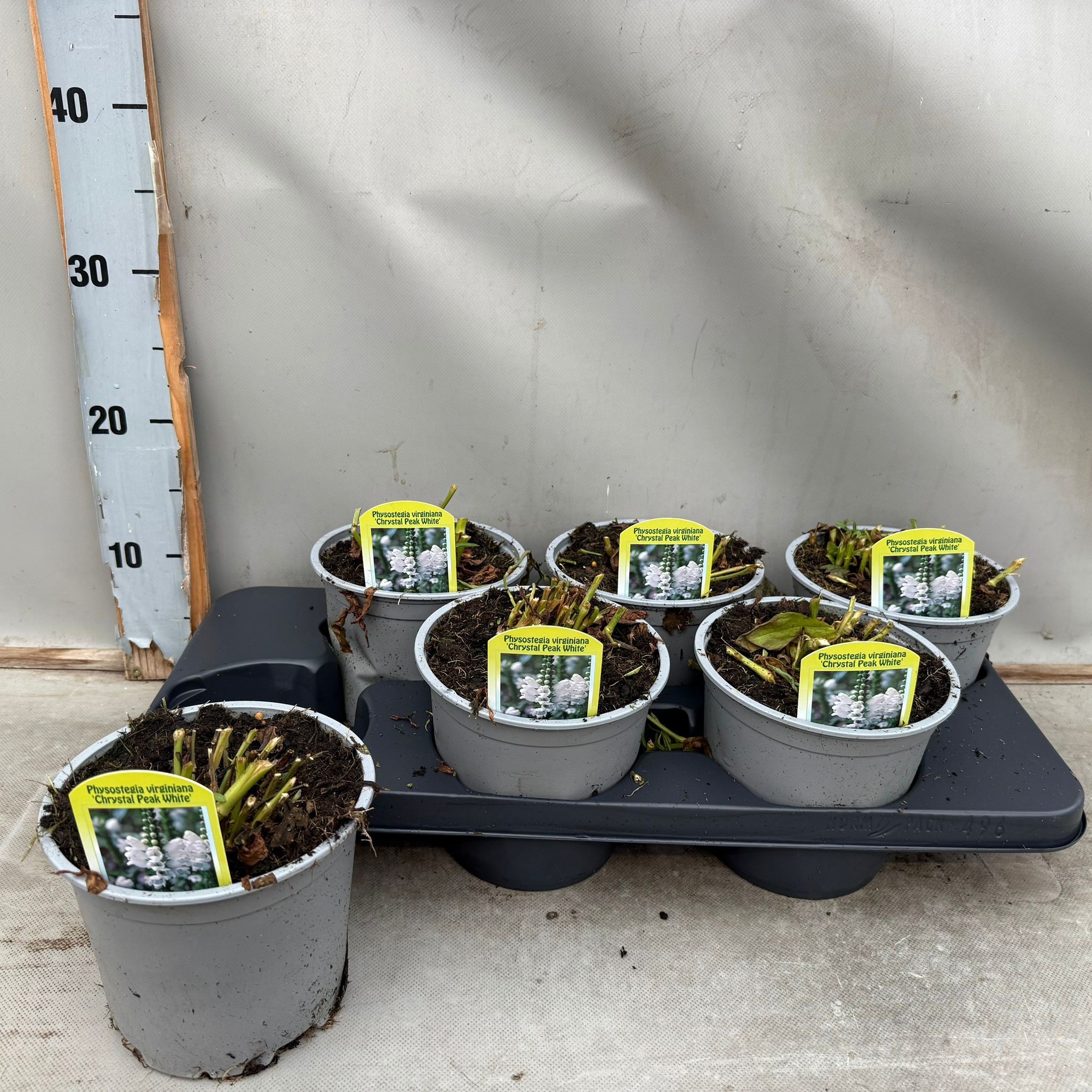 Physostegia Virginia Crystal Peak White, D 15