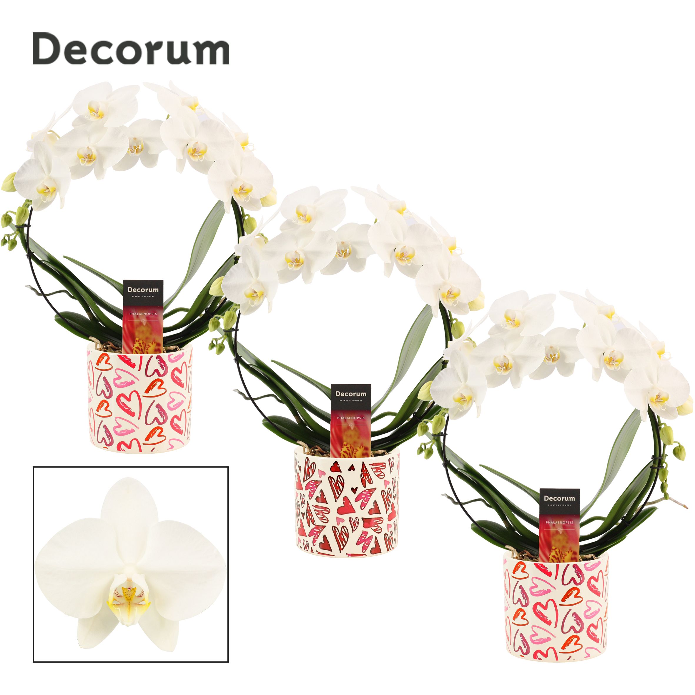 Phalaenopsis boog wit in Julia (Deco-collection), D 12