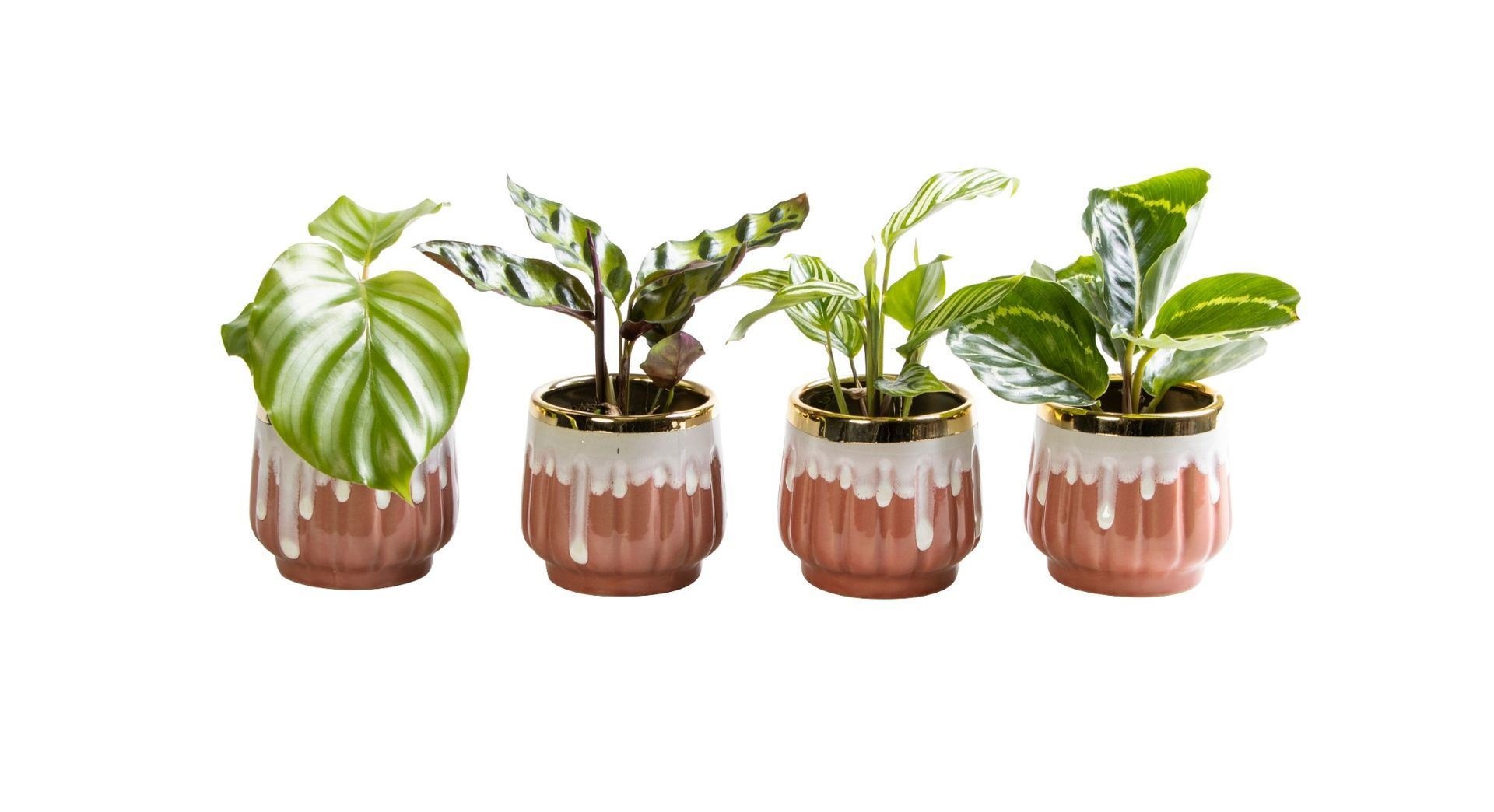 L 65817 with Calathea Mix 6 cm, D 6