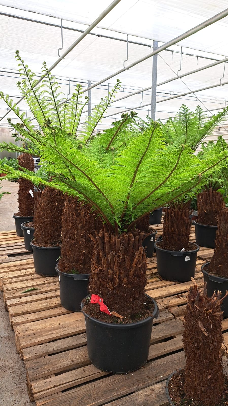 Dicksonia190 cm, D 45