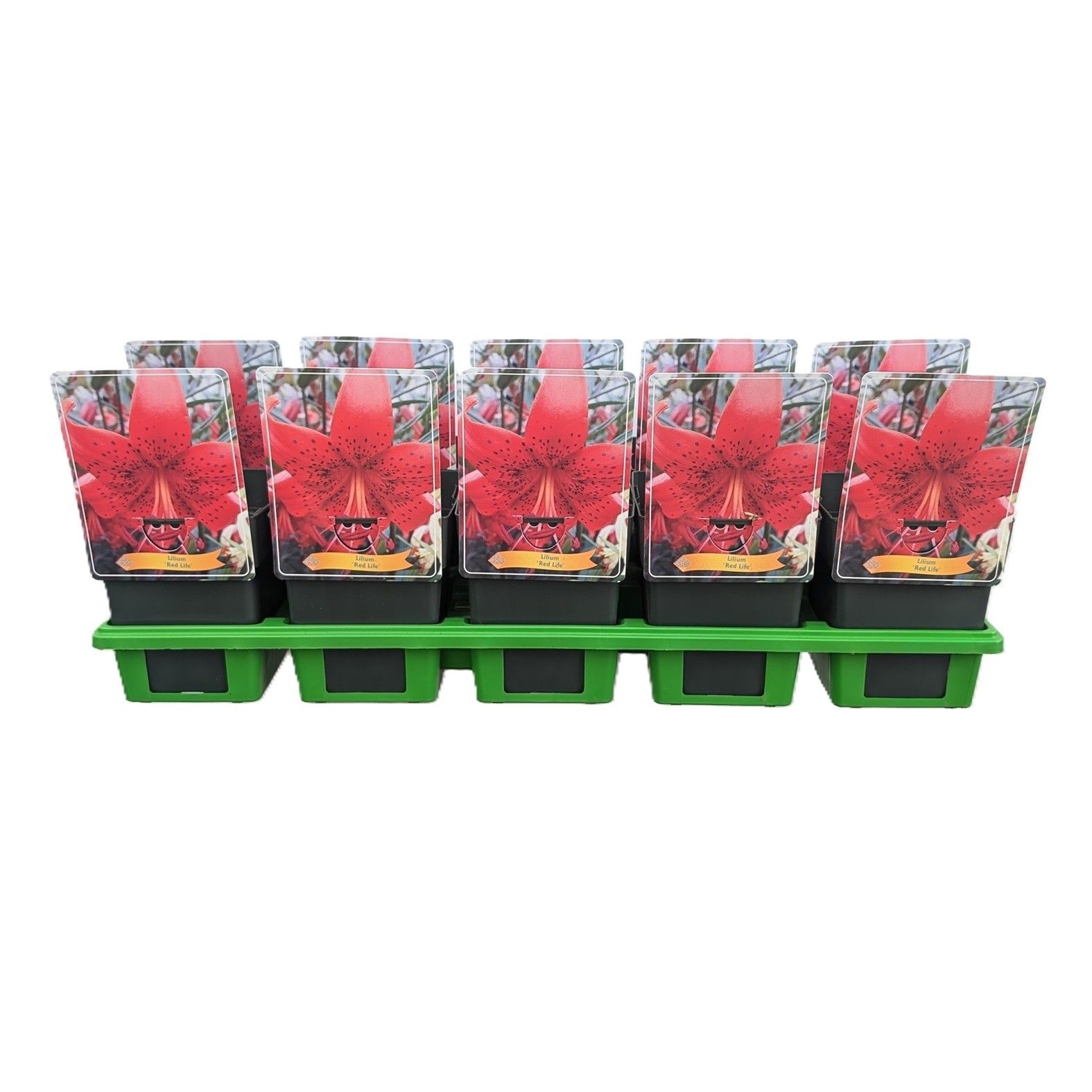 Lilium 'Red Life' P11, D 11