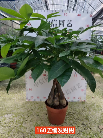 Пахира акватика коса 16 68 (предзаказ)