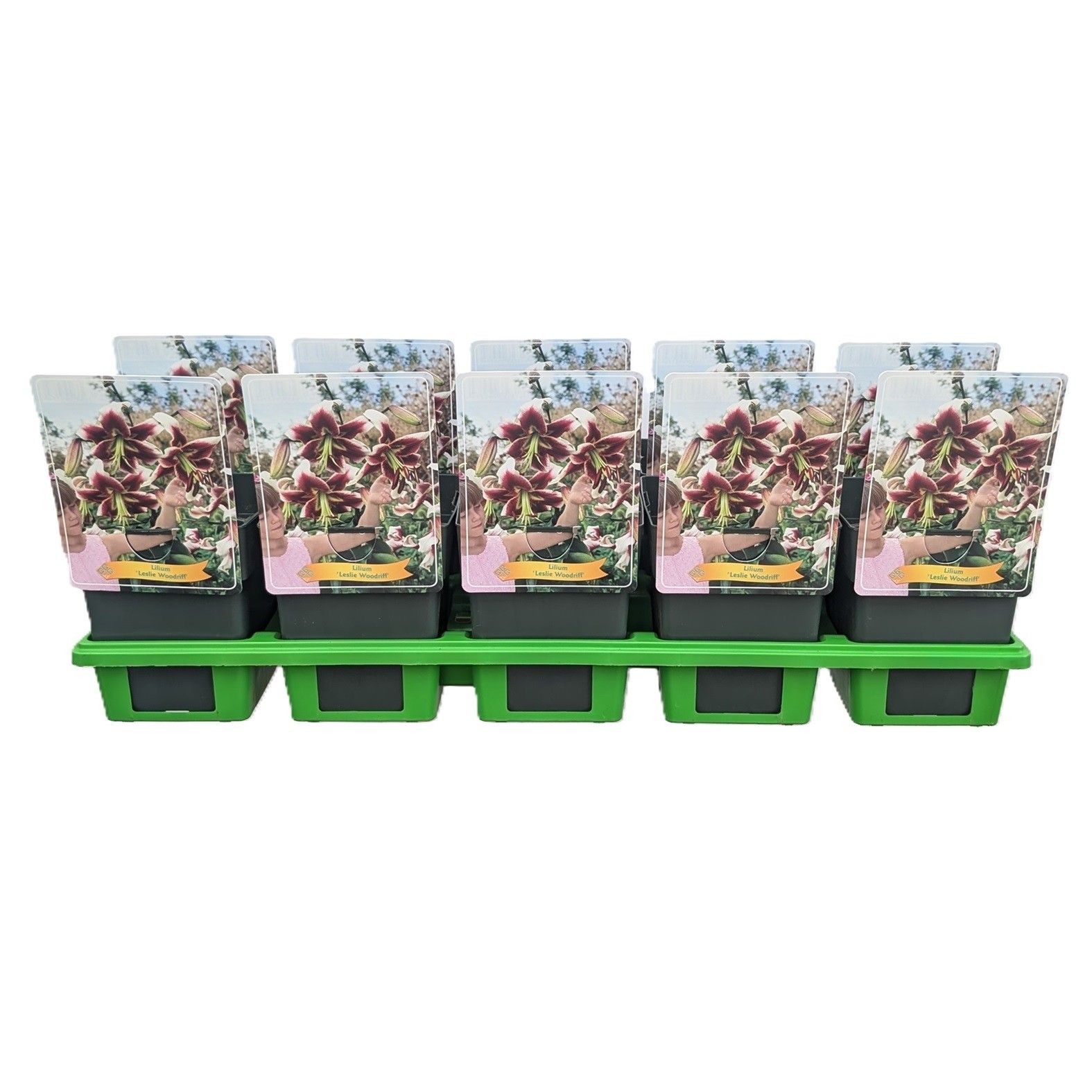Lilium 'Leslie Woodriff XXL' P11, D 11
