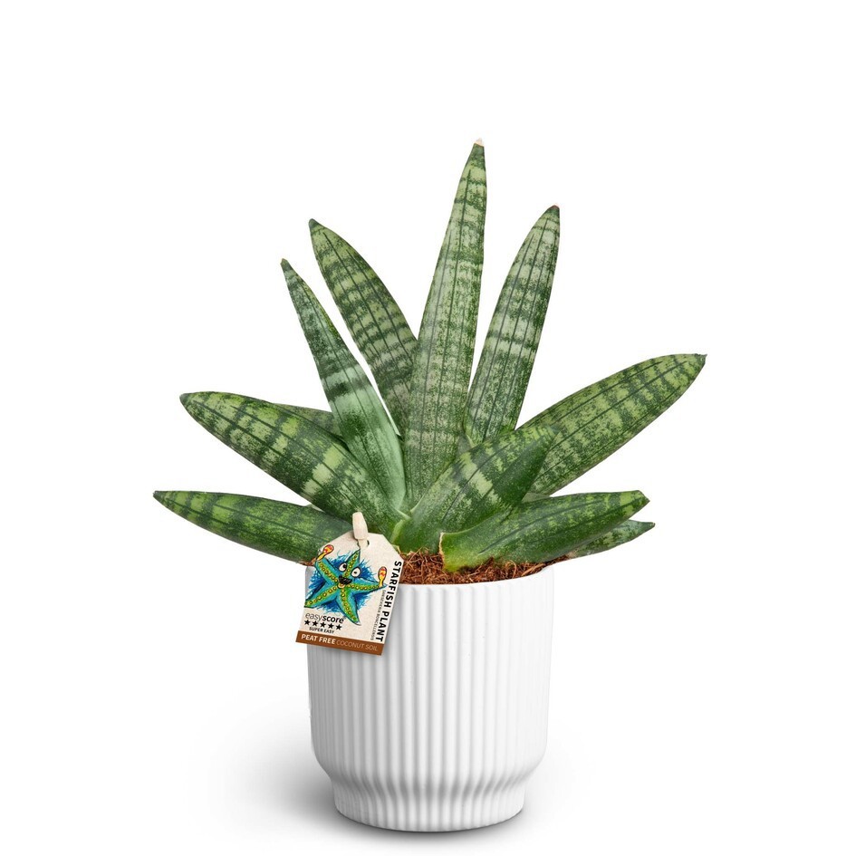 SANSEVIERIA BONCELLENSIS 40930060 Nordic White, D 10